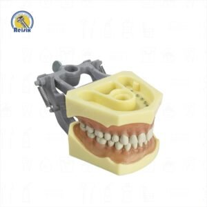 Tipodonto tipo Columbia Encía Suave Adulto