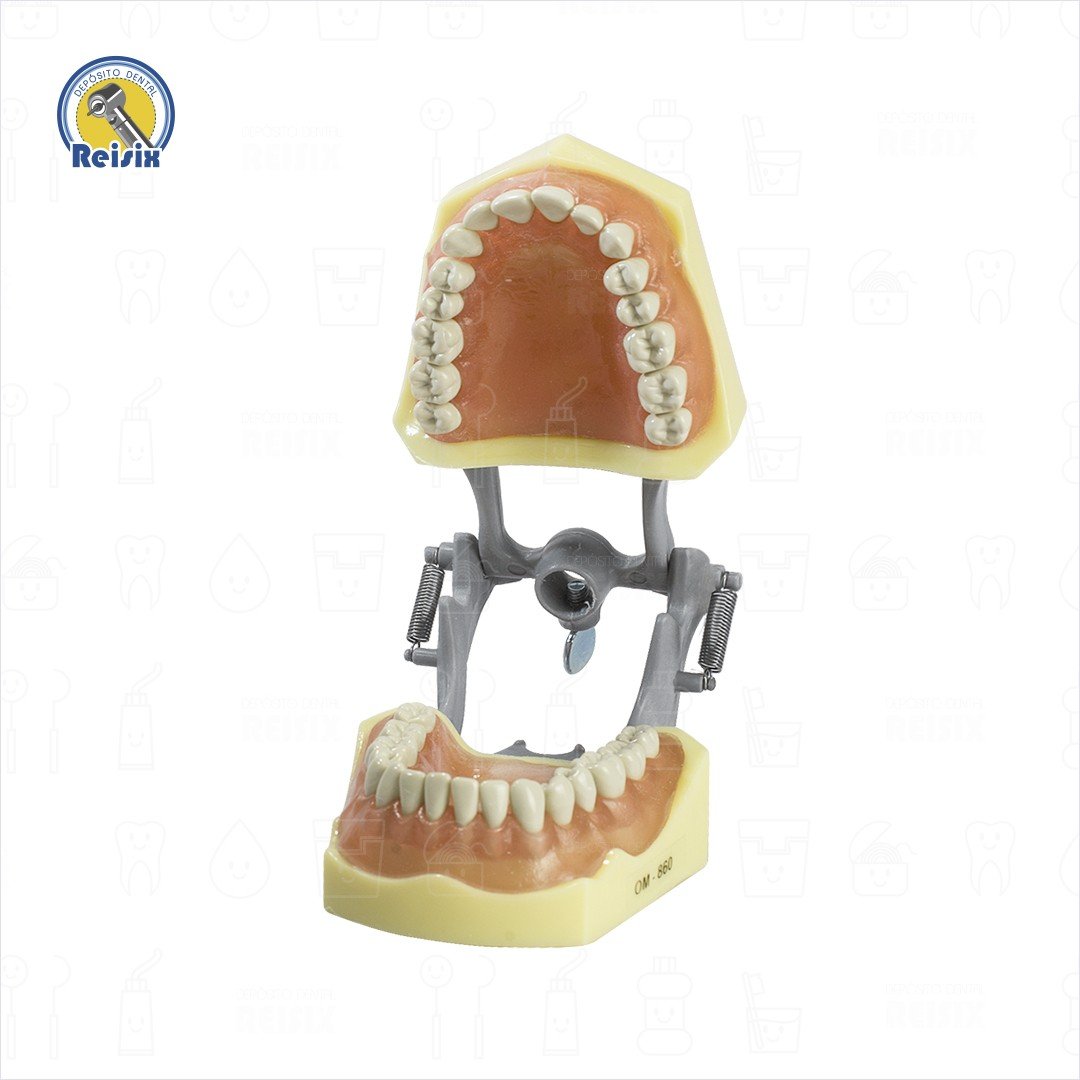 Tipodonto tipo Columbia Encía Suave Adulto - Image 4