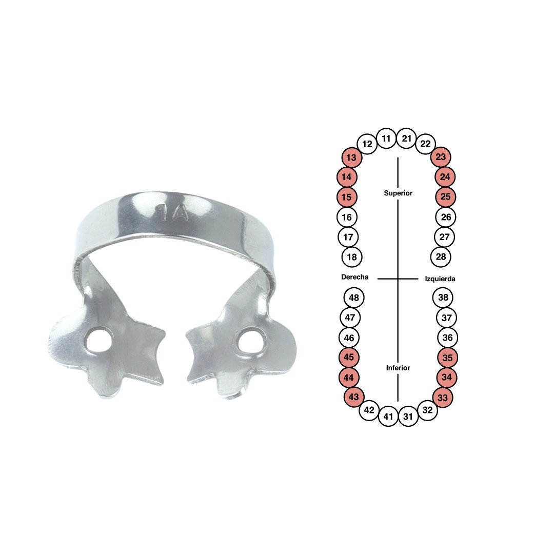 Grapa 1A para caninos y premolares 6B (049)