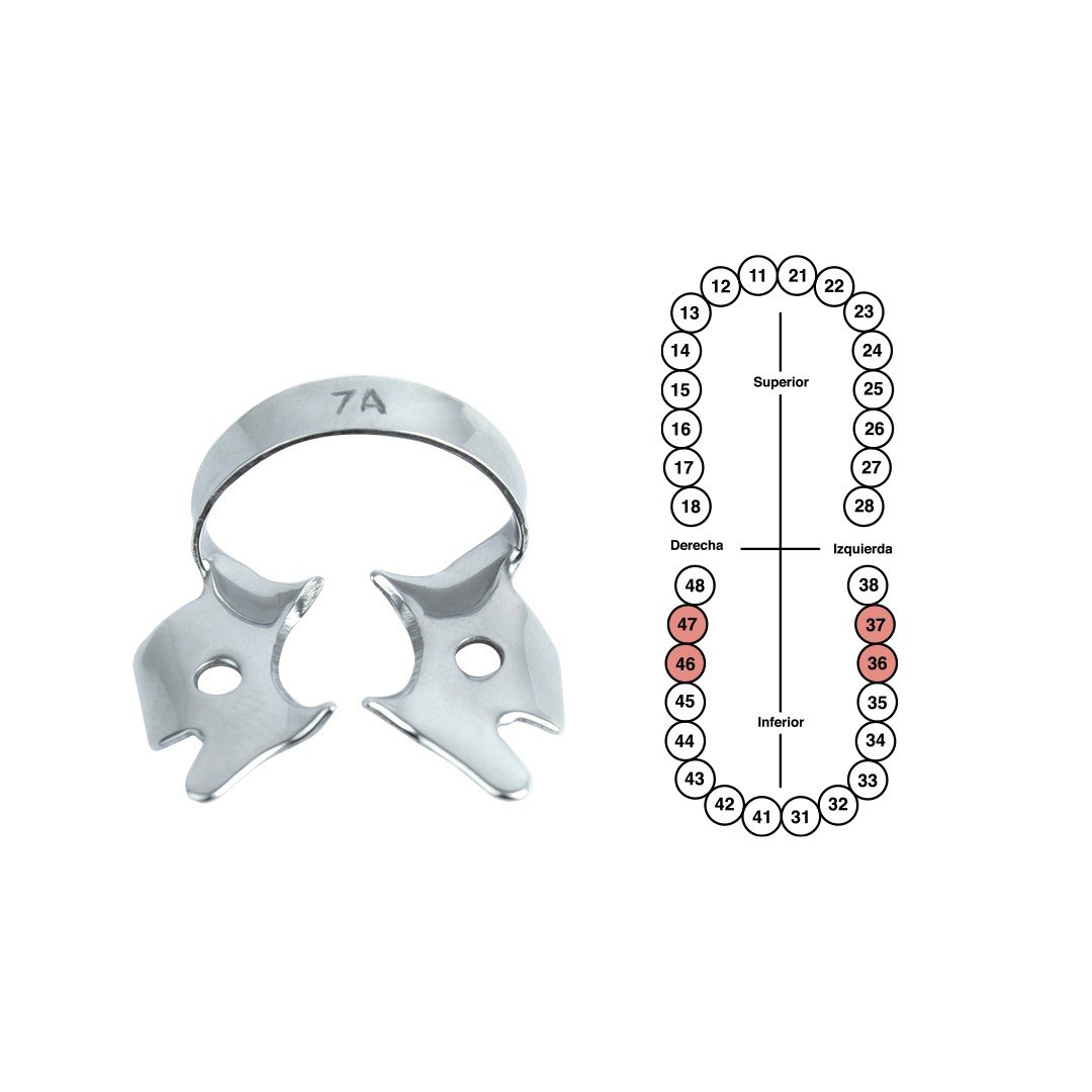 Grapa 7A para molares inferiores 6B (052)