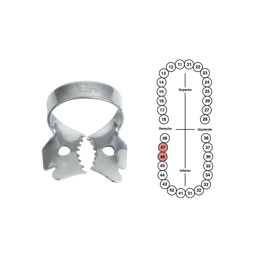 Grapa 12A para molares inferiores 6B (GP12A)