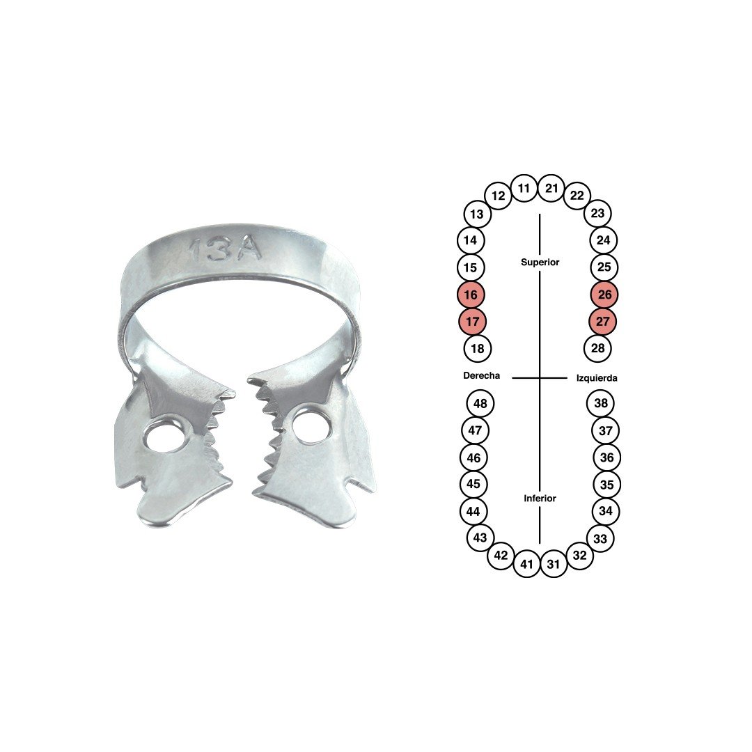 Grapa 13A para molares 6B (GP13A)