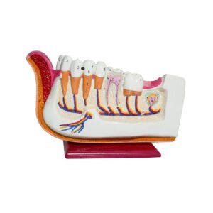 Hemiarcada didáctica grande