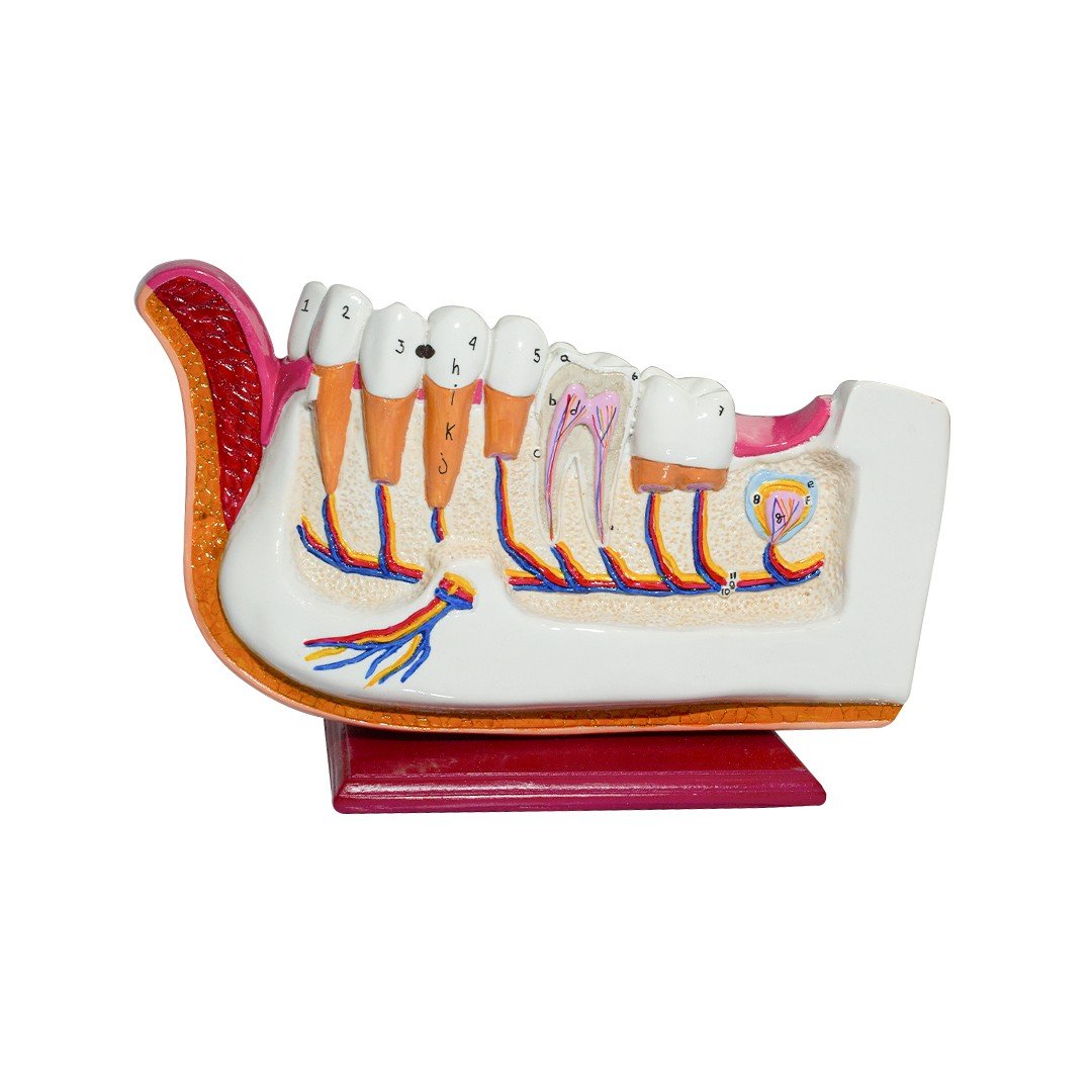 Hemiarcada didáctica grande