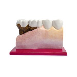 Hemiarcada didáctica chica