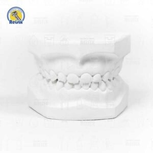 Tipodonto yeso Infantil