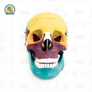 Craneo Seccionado de Colores