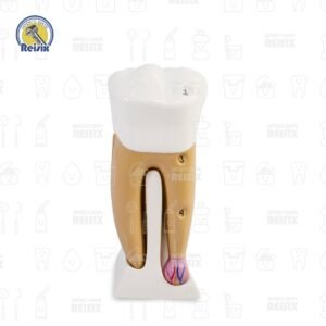 Muela didáctica con base desarmable en 4 piezas