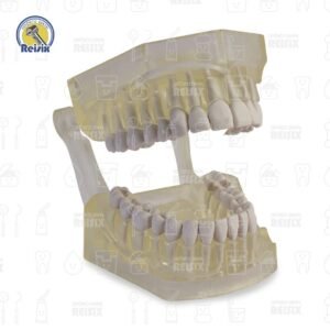 Tipodonto Jumbo con 32 piezas y articulador