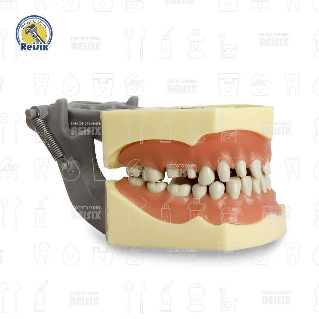 Tipodonto tipo Columbia con cavidades - Image 3