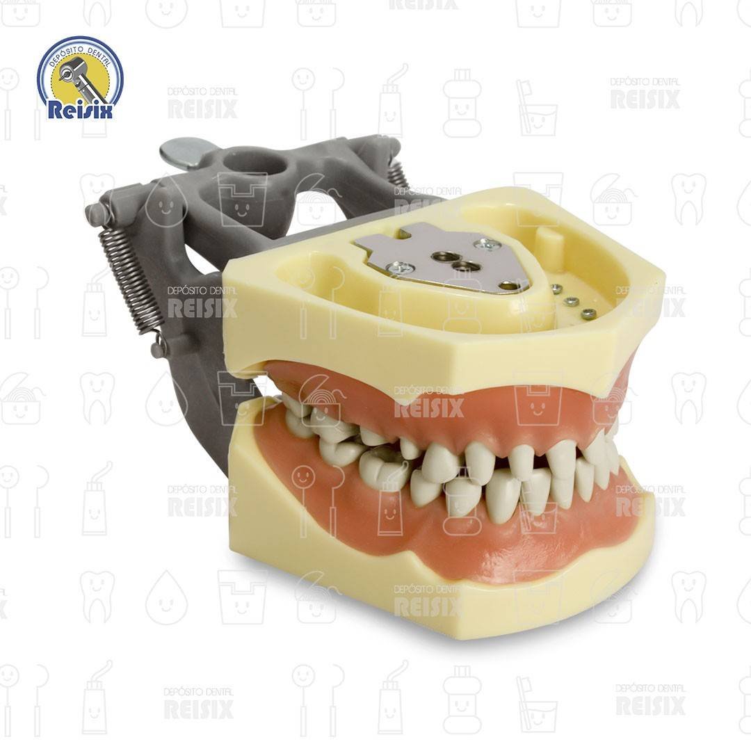 Tipodonto tipo Columbia con cavidades - Image 2