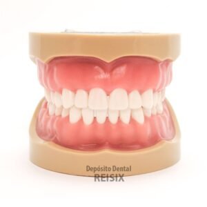 Tipodonto tipo Columbia Encía Dura Adulto