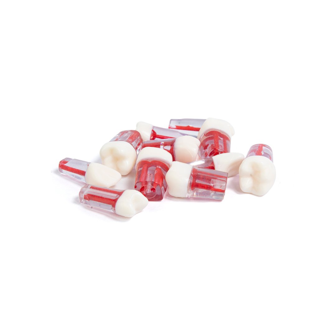 Juego de dientes con raíz para práctica endodóntica 10 piezas