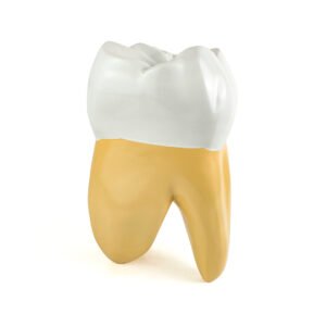 Muela decorativa grande