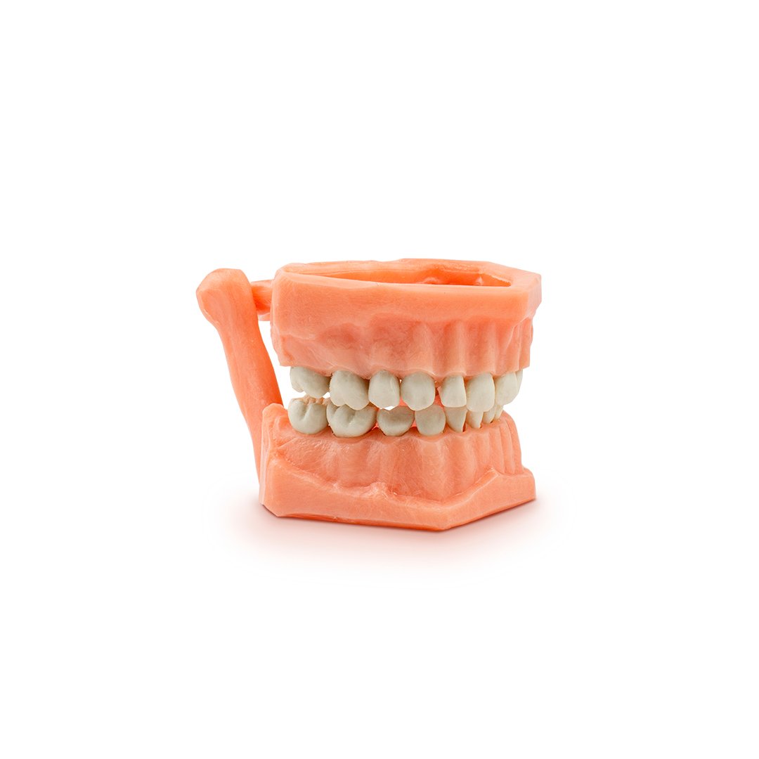 Tipodonto económico de acrílico