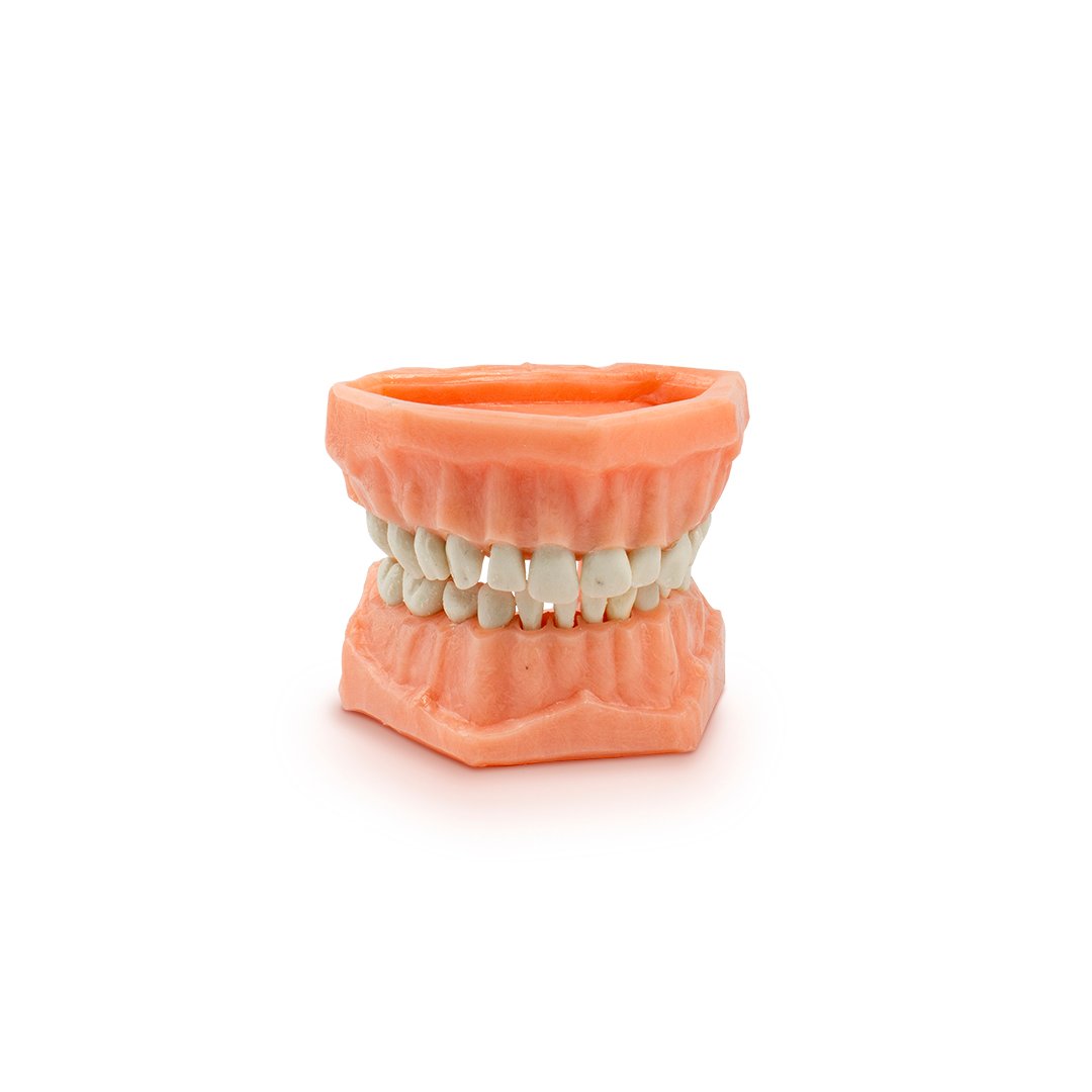 Tipodonto económico de acrílico - Image 3