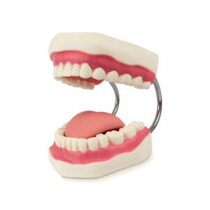 Tipodonto gigante con lengua